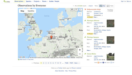 A screenshot of a map on the Natusfera website, titled "Observations by Everyone". The map is of some European countries (UK, France, Germany, Denmark, etc) and there are a great many legends on the right listing 4 different wildlife species and some data about them.