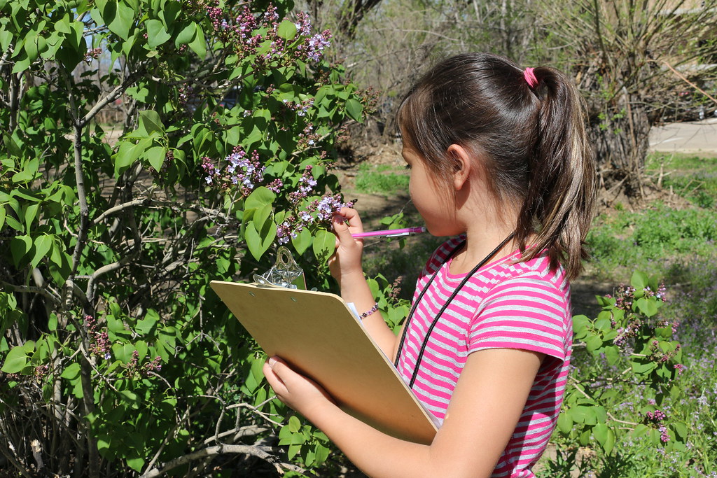 A quite young girl in a pink striped shirt carries a clipboard and pen and examines the flowers on a bush next to her.