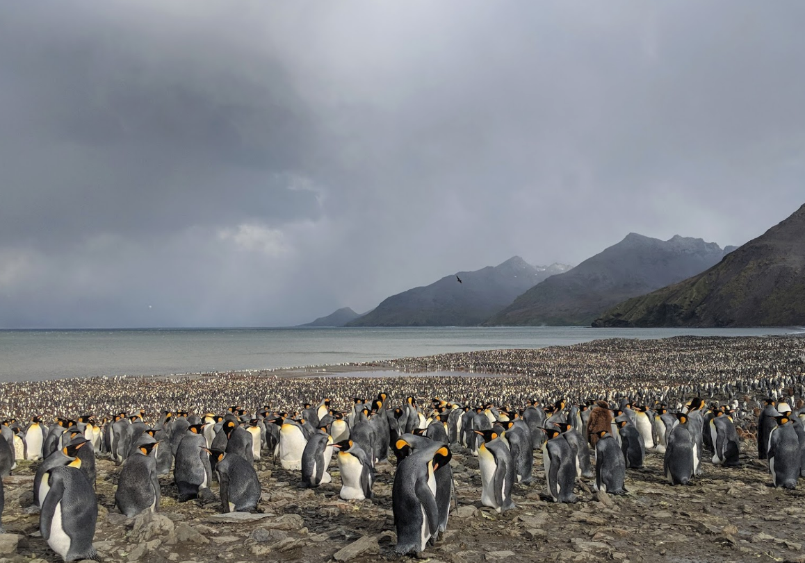 A landscape with a calm sea, mountains and clouds, all of which are grey. There is a large beach with brown sand, on which there are an enormous number of penguins.