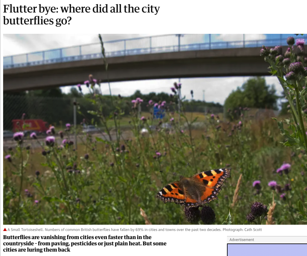 News from a website that shows a butterfly visiting meadows flowers in an urban landscape.