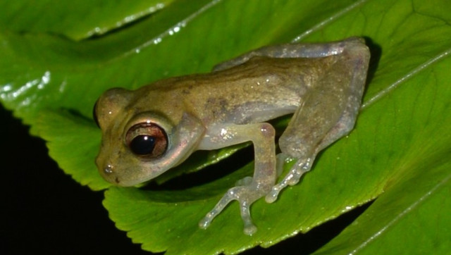 Photo of a Mount Tucuche tree frog by iNaturalist citizen scientist.