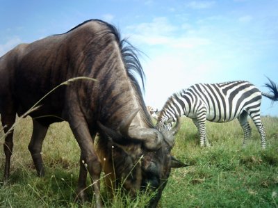 Camera trap photo of zebra and wildebeest from Snapshot Safari Educational Materials