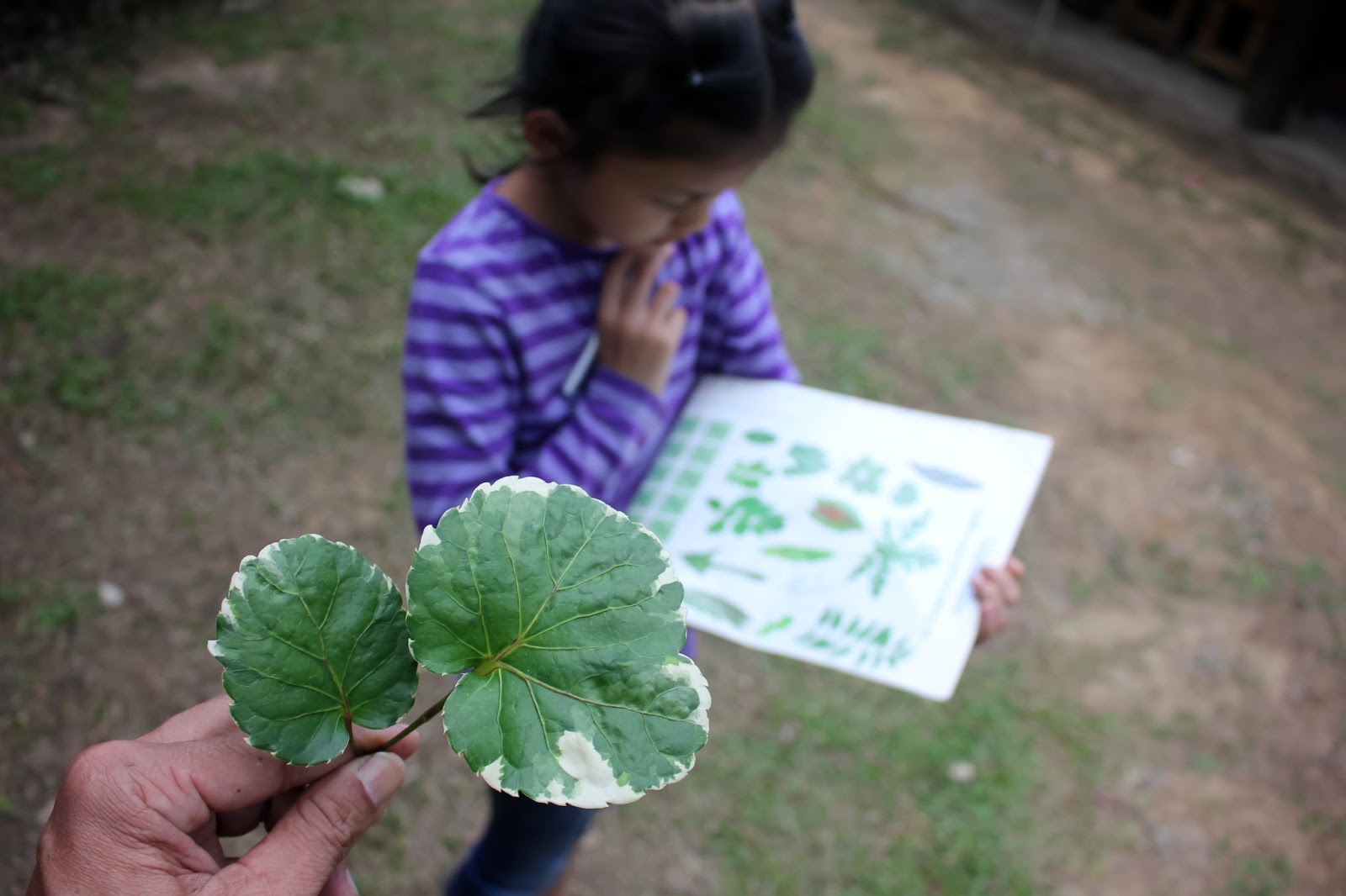 A young girl consulting an ID guide to identify a leaf.