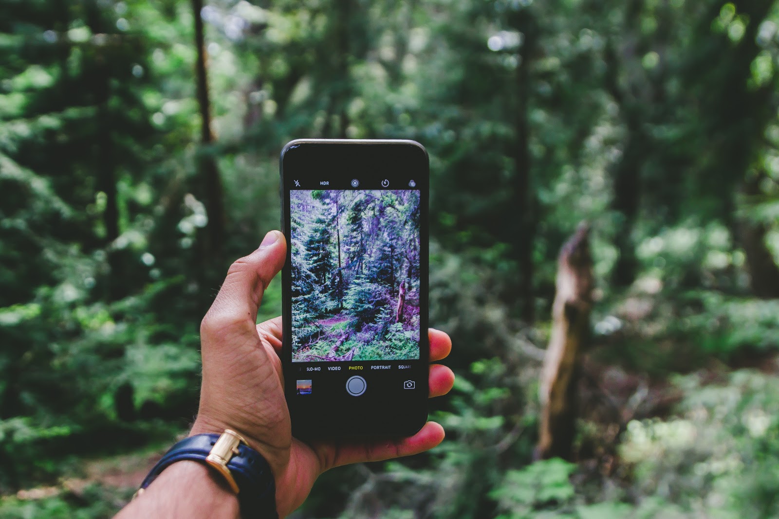 An image of a hand holding a smartphone, getting ready to take a picture of the forest