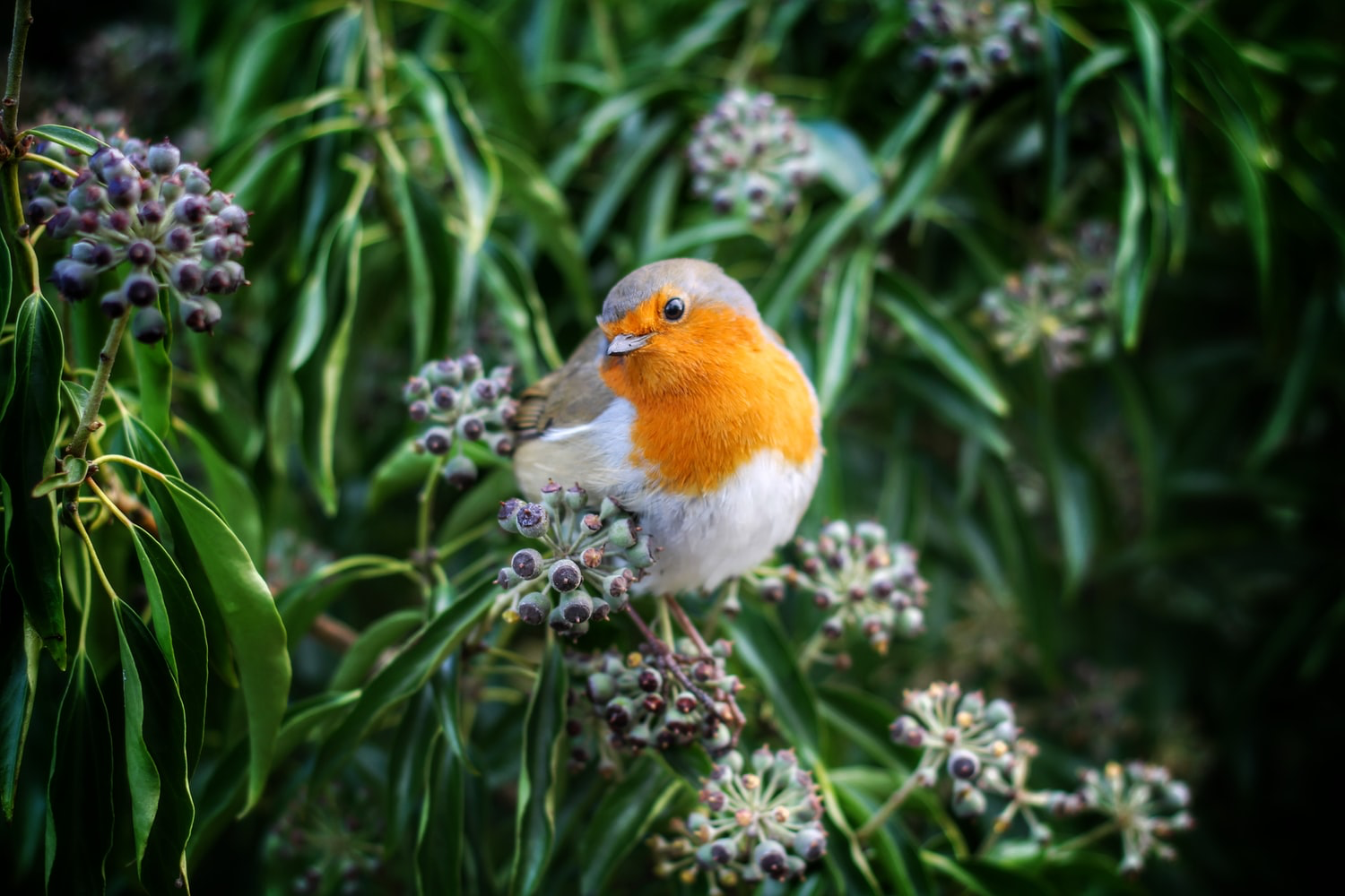 A Robin red breast (bird) sat in a tree